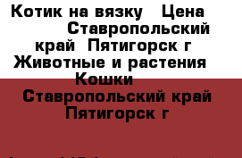 Котик на вязку › Цена ­ 1 000 - Ставропольский край, Пятигорск г. Животные и растения » Кошки   . Ставропольский край,Пятигорск г.